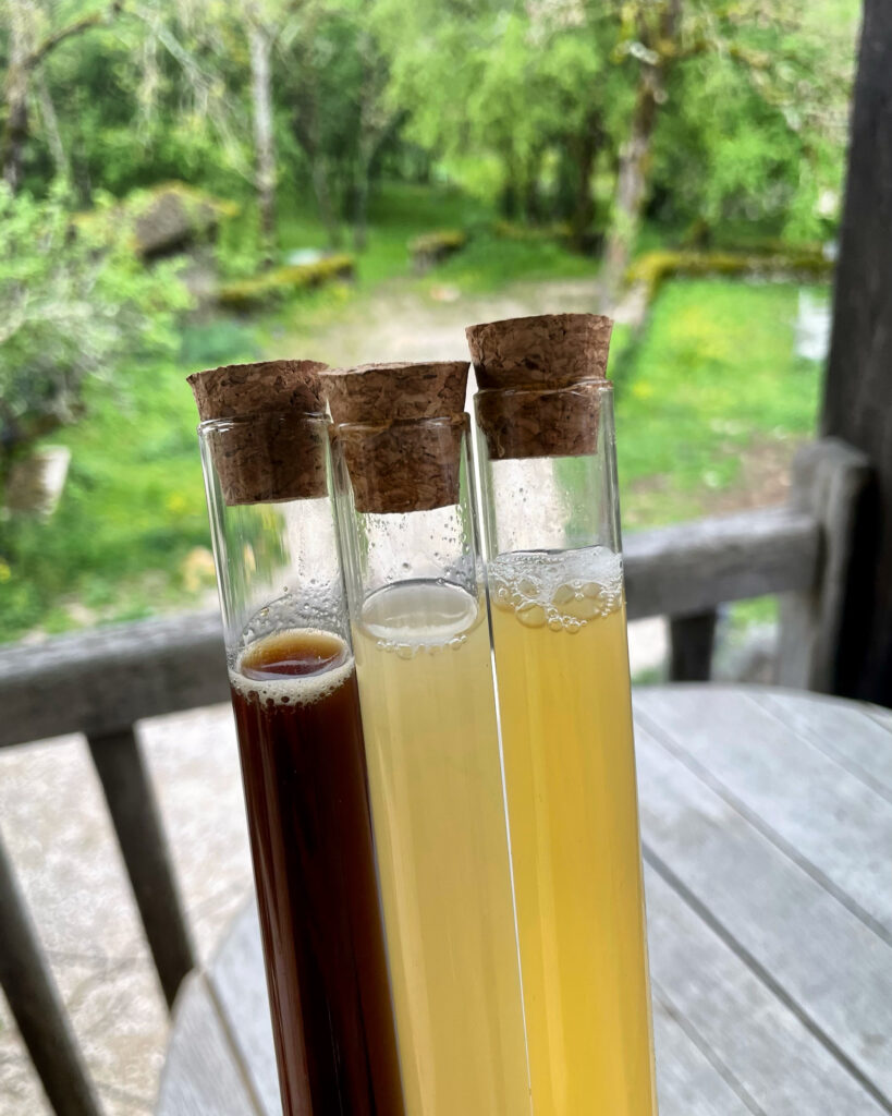 Photo montrant 3 bières différentes et leurs couleurs, au cours de la fermentation
