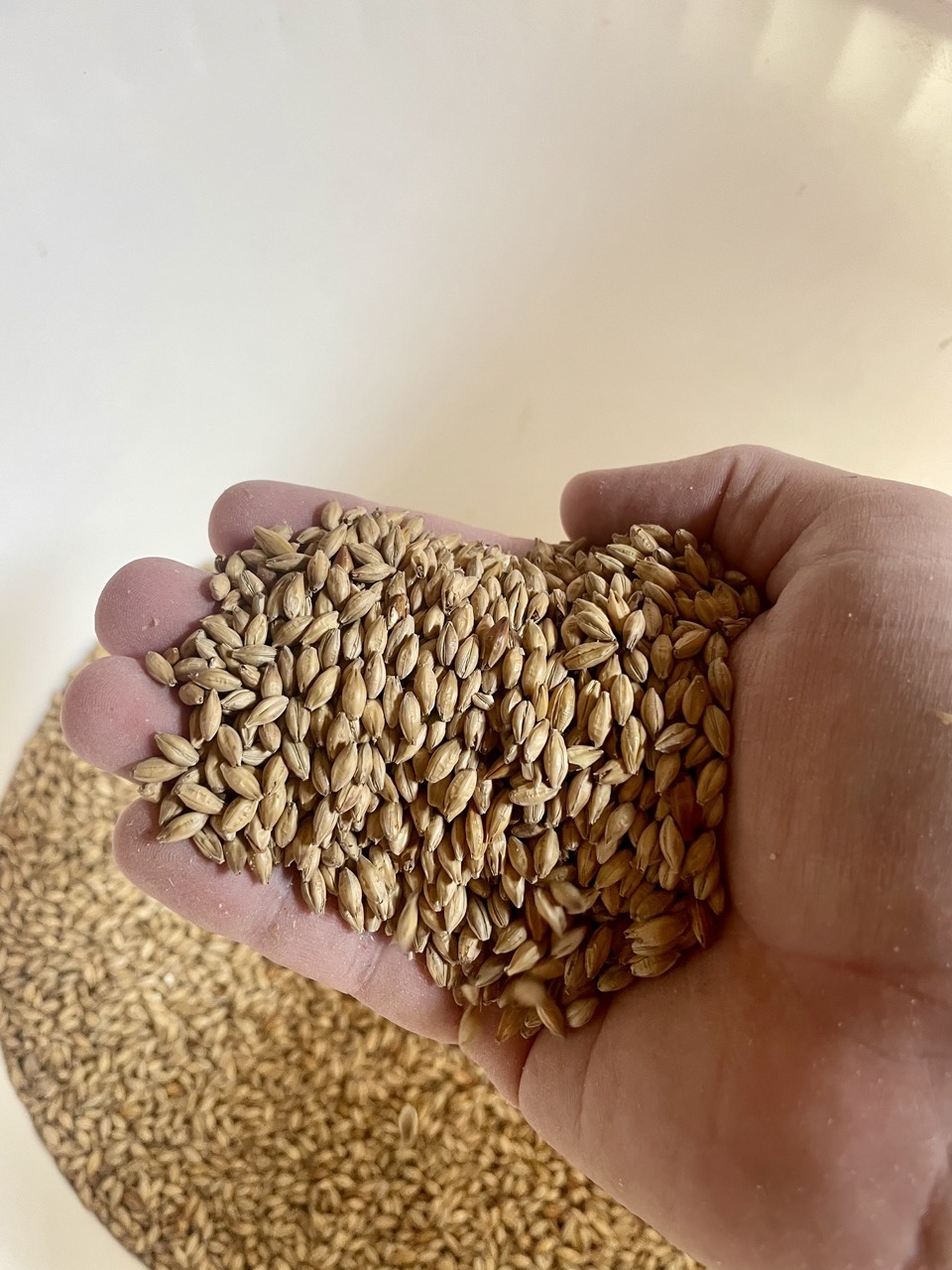 Choix du grain pour la Lama Tigred